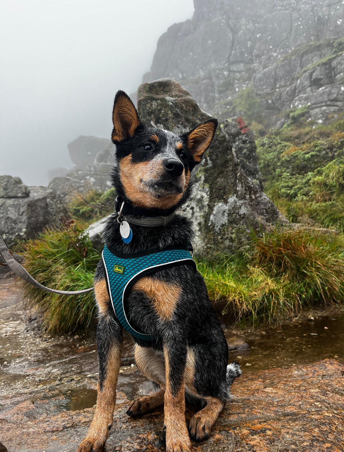 Hund Balkenschmiede Sita Natur Berge Wandern Ökologisch